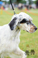 Setter Anglais OWMAN DU FIEF DE LA GARENNE Setter Anglais OWMAN DU FIEF DE LA GARENNE